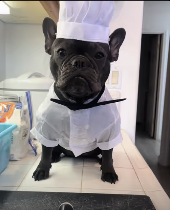 Frenchie Little Chef makes her favorite dish !